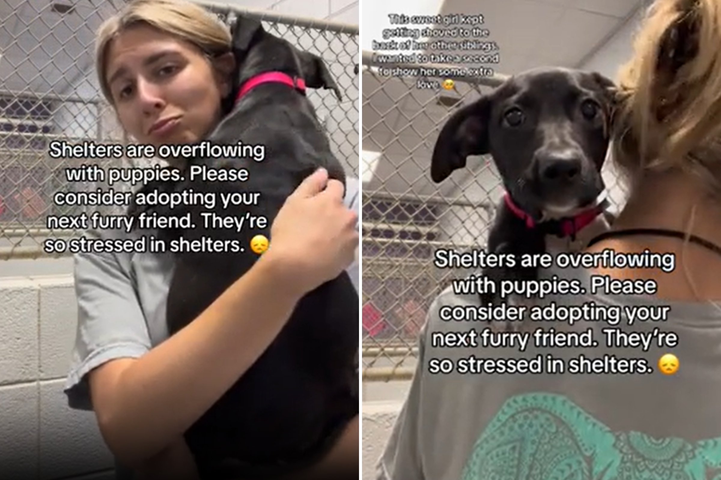 Shelter Overflowing With ‘Stressed’ Puppies Issues Urgent Appeal to Public [Video]