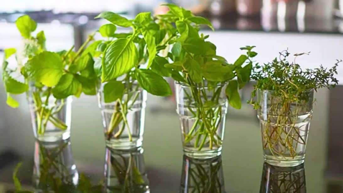 5 Herbs You Can Grow in Water Easily [Video]