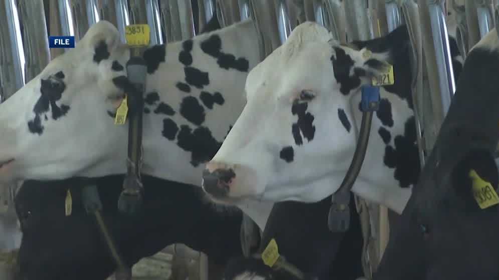 Seasonal whiplash takes a toll on Northern New York and Vermont dairy farmers [Video]