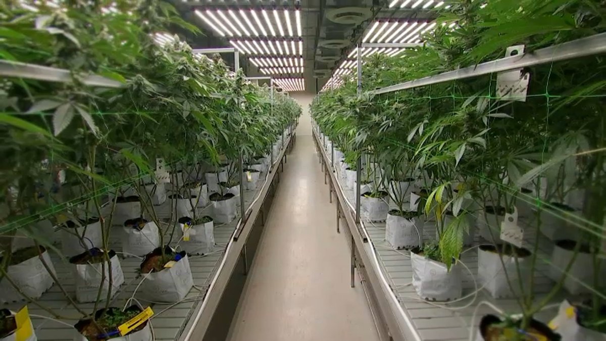 Marijuana is big business in Fitchburg, Massachusetts  NBC Boston [Video]