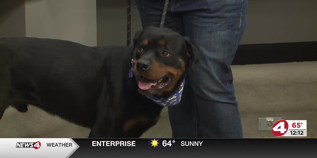 Pet of the Week: Perky Percy [Video]