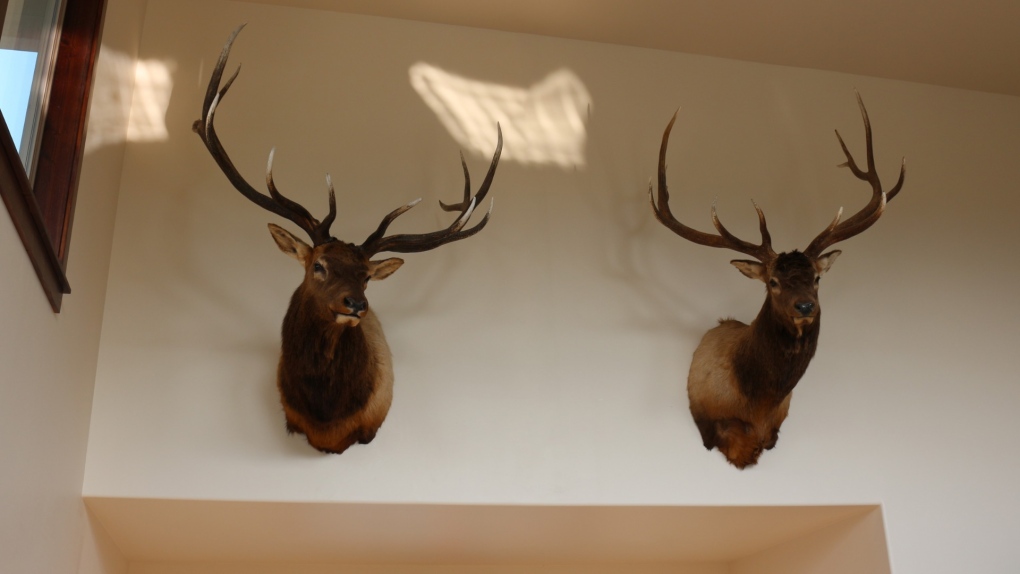 3-year wait for elk head taxidermy not ‘reasonable’: CRT [Video]