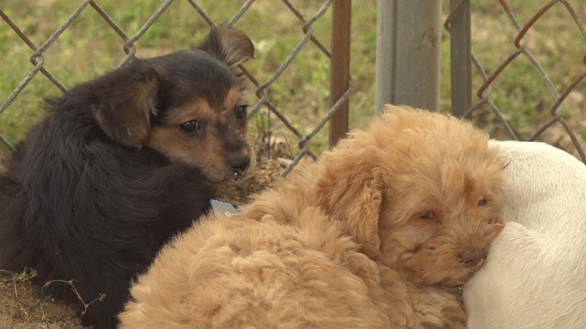 100 plus dogs seized from Putnam County home [Video]