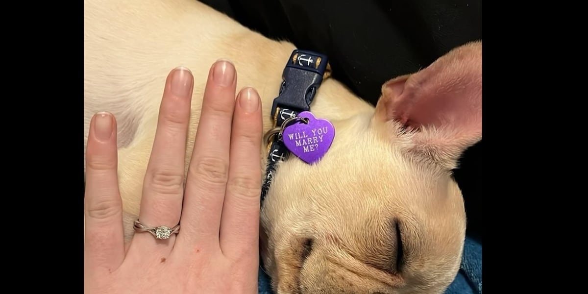Stray puppy finds forever home, helps his new parents get engaged [Video]