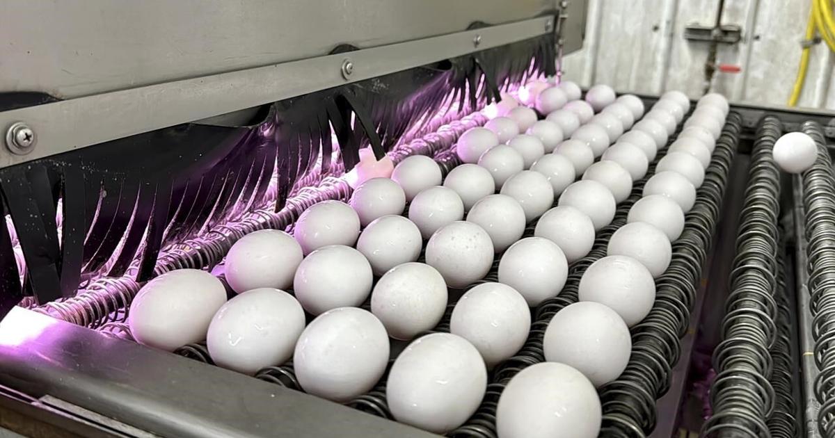 Bird flu, weather and inflation conspire to keep egg prices near historic highs for Easter [Video]