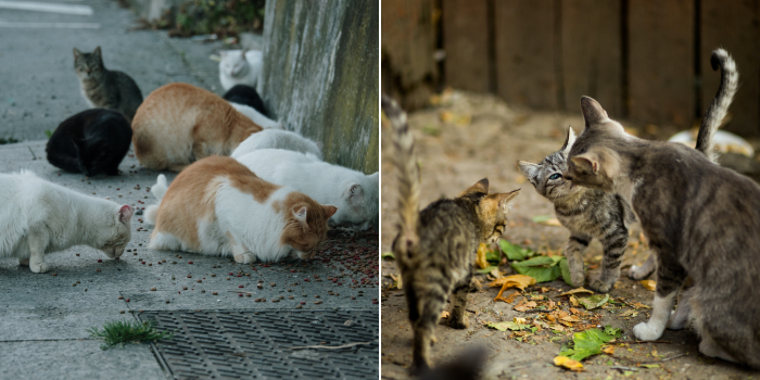 This Local Woman’s Beautiful Personal Mission To Save Stray Cats In Dubai [Video]