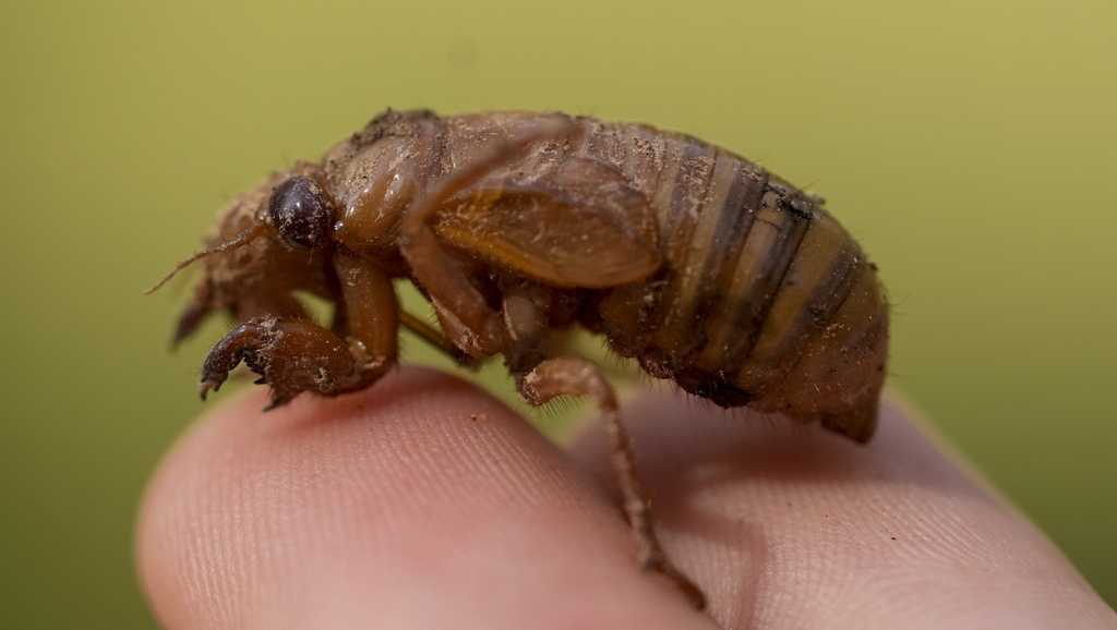 Cicadas are coming! Trillions of them expected to invade the south including the Carolinas [Video]