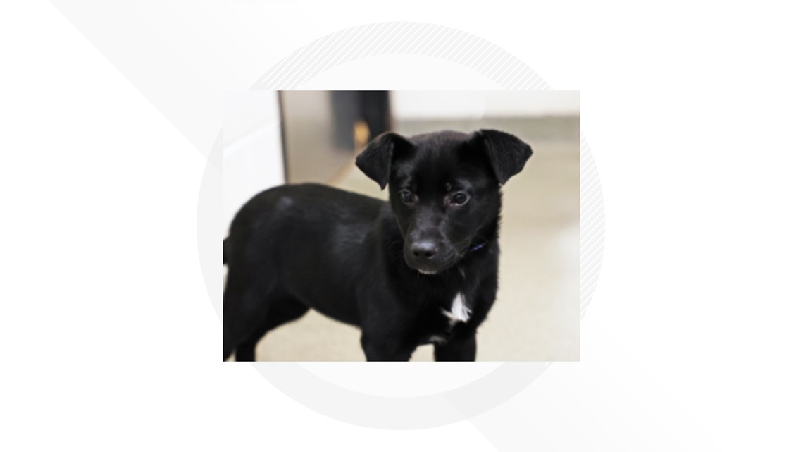 Meet Lucy Van Pelt, a 3-month mixed breed pup, up for adoption from the Connecticut Humane Society [Video]