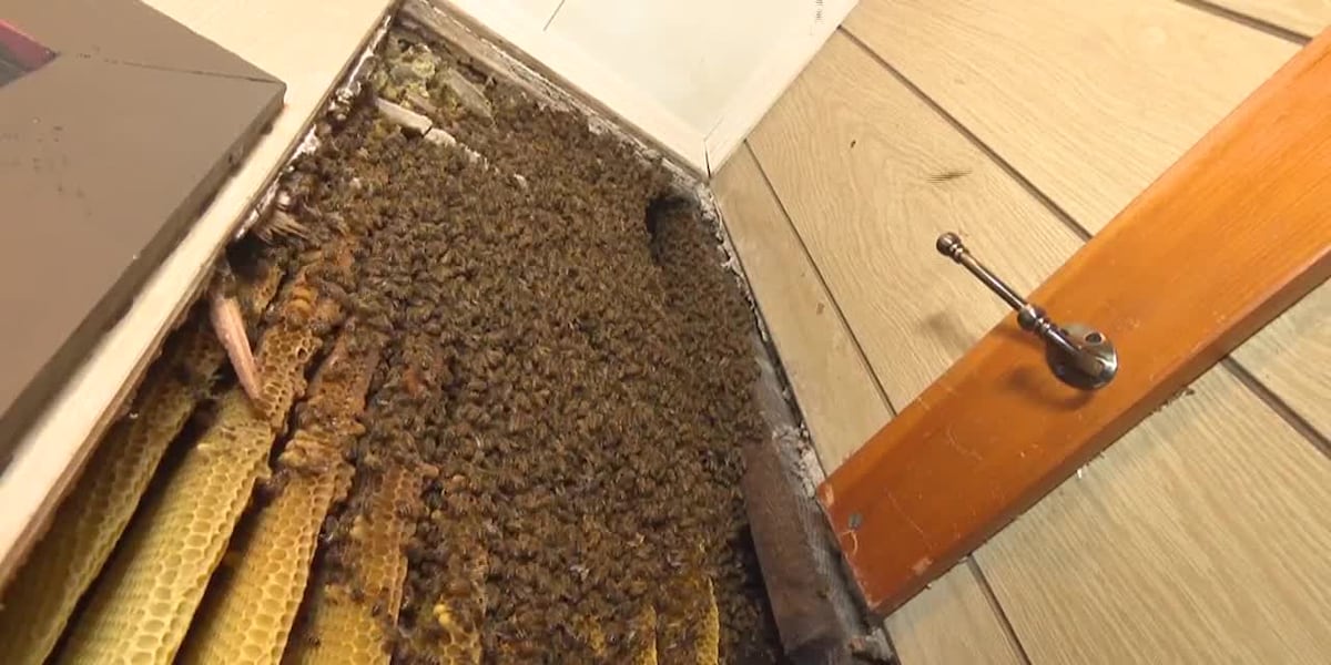 Homeowner finds giant hive swarming with thousands of honeybees behind her home’s walls [Video]