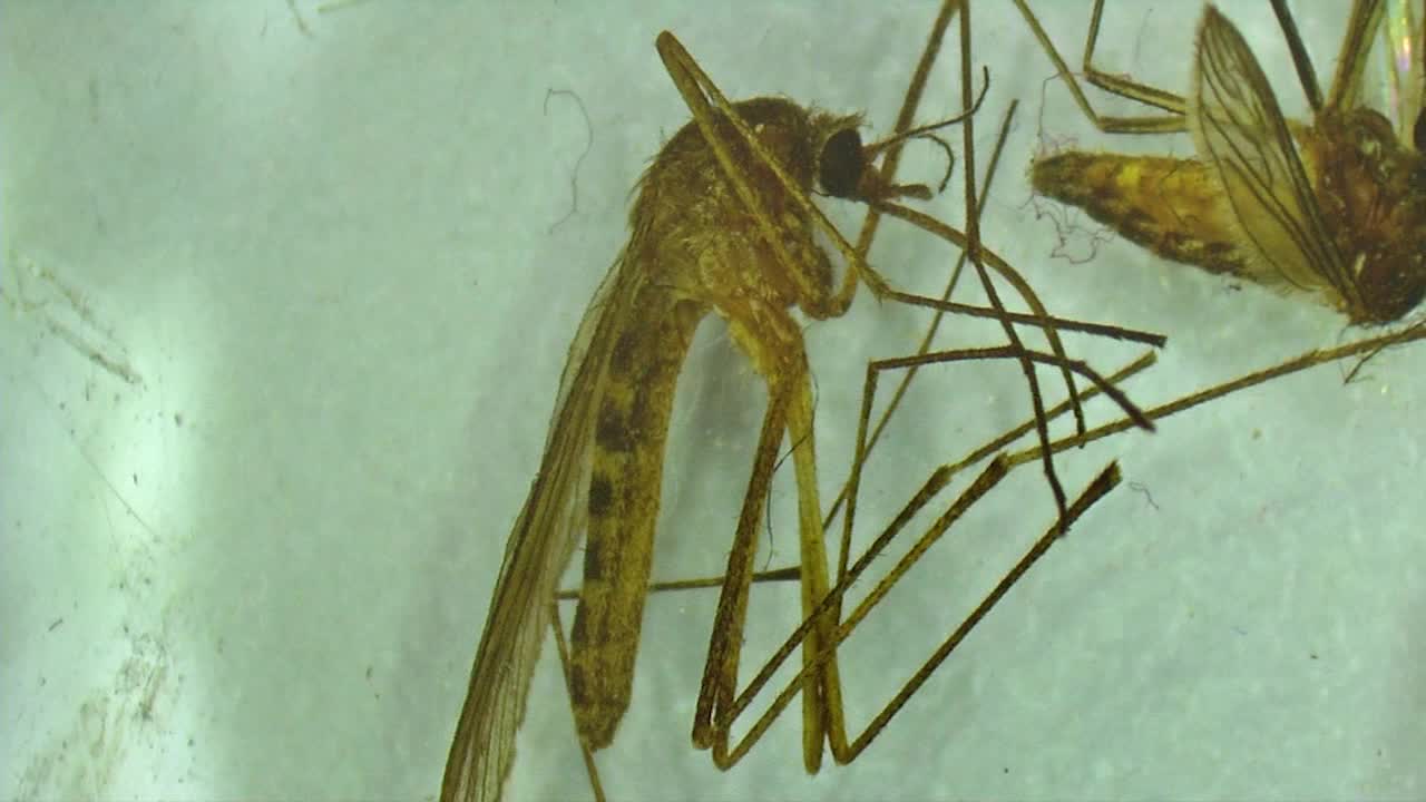 Metropolitan Mosquito Control District begins efforts to regulate population of pesty insect [Video]