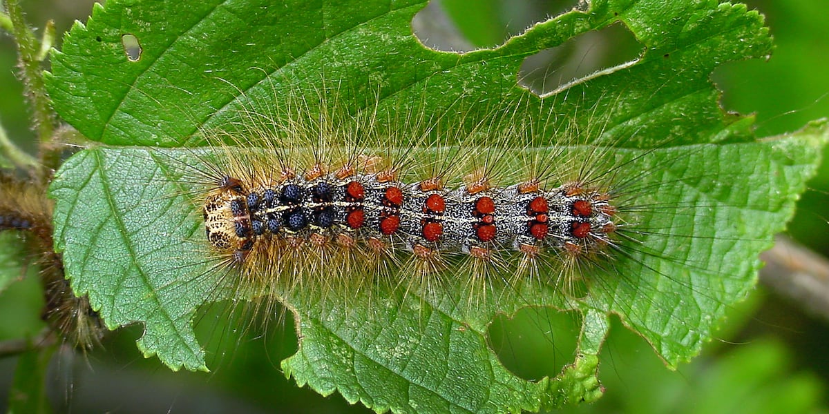 Wisconsin DATCP to begin aerial spraying for spongy moths in May [Video]