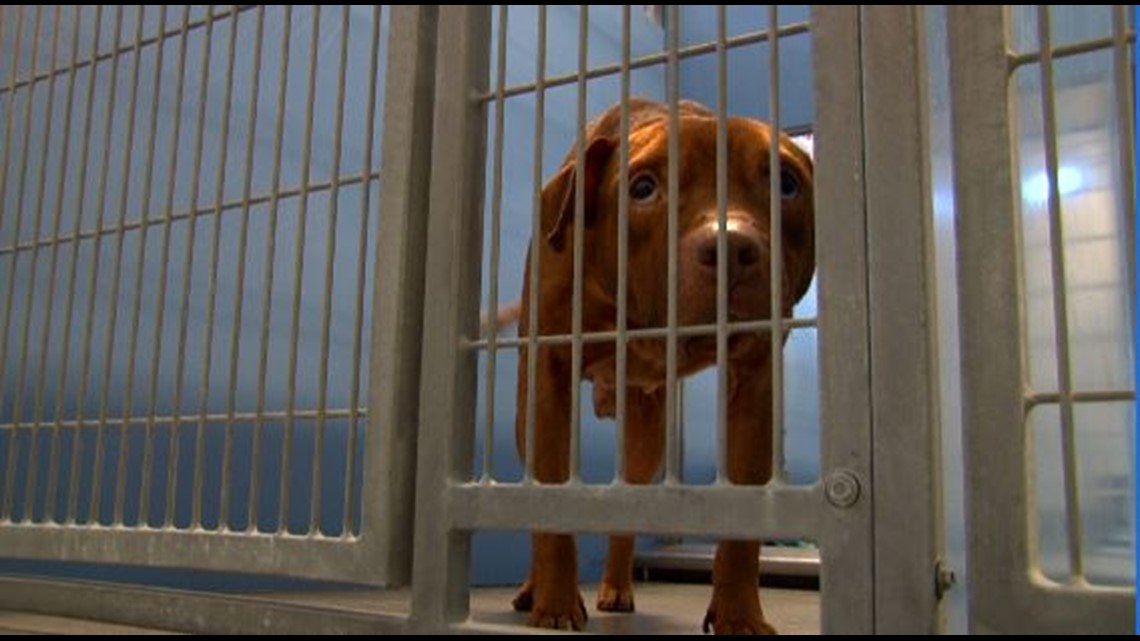 Animal Care & Protective Services in urgent need of foster homes [Video]