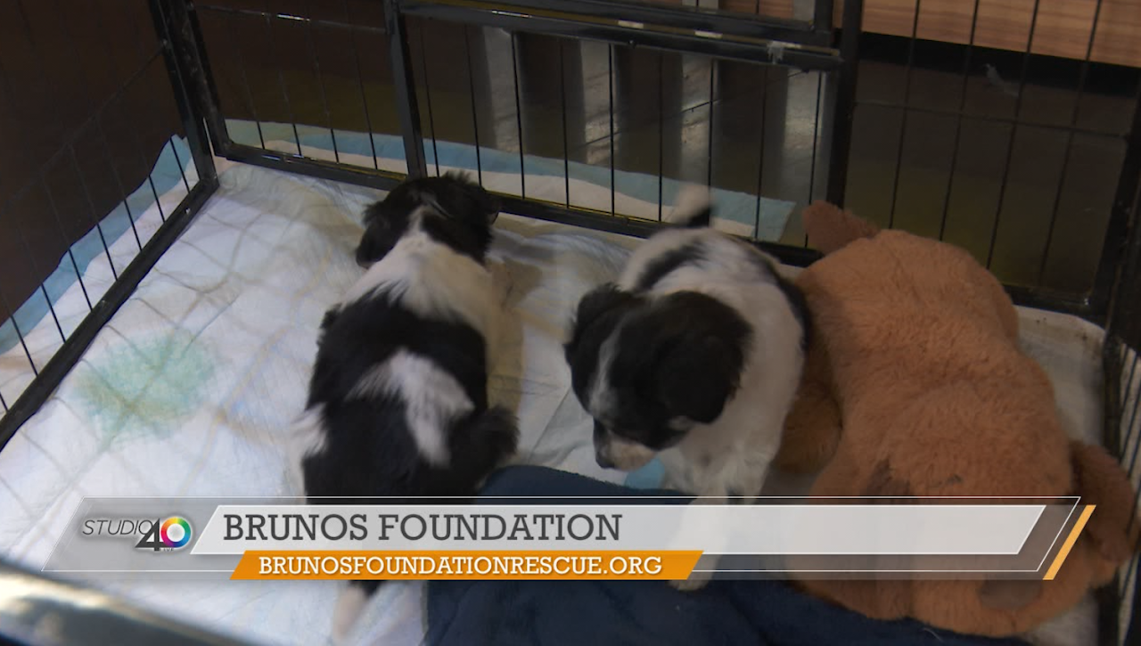 Brunos Foundation | FOX40 [Video]