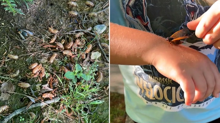 Cicadas begin emerging in parts of South Carolina | News [Video]