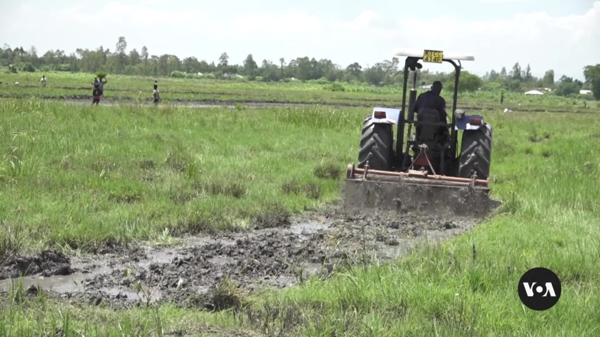 Smallholding farmers in Kenya hop on tractors, see profits rise [Video]