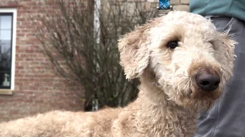 Goldendoodle saves family in Oconomowoc fire [Video]