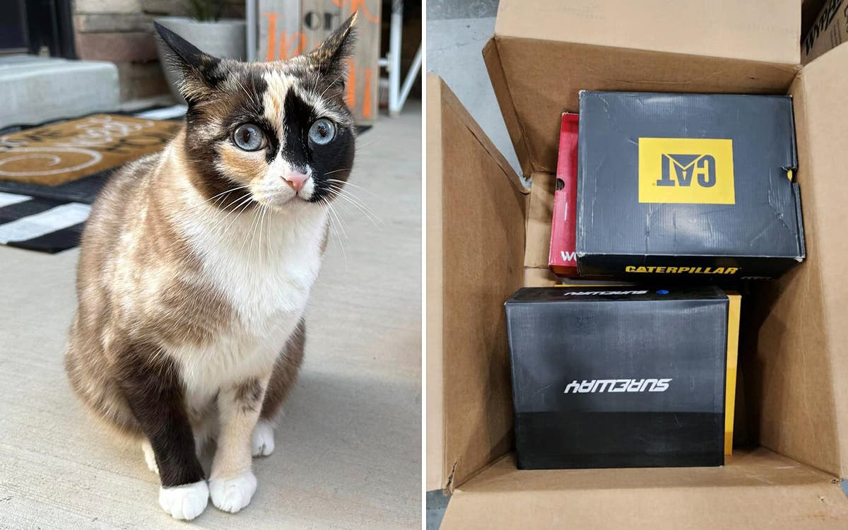 Cat accidentally posted hundreds of miles to California in return Amazon package [Video]