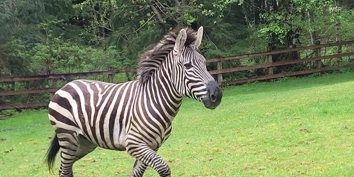 Drivers try to help escaped zebras near interstate [Video]