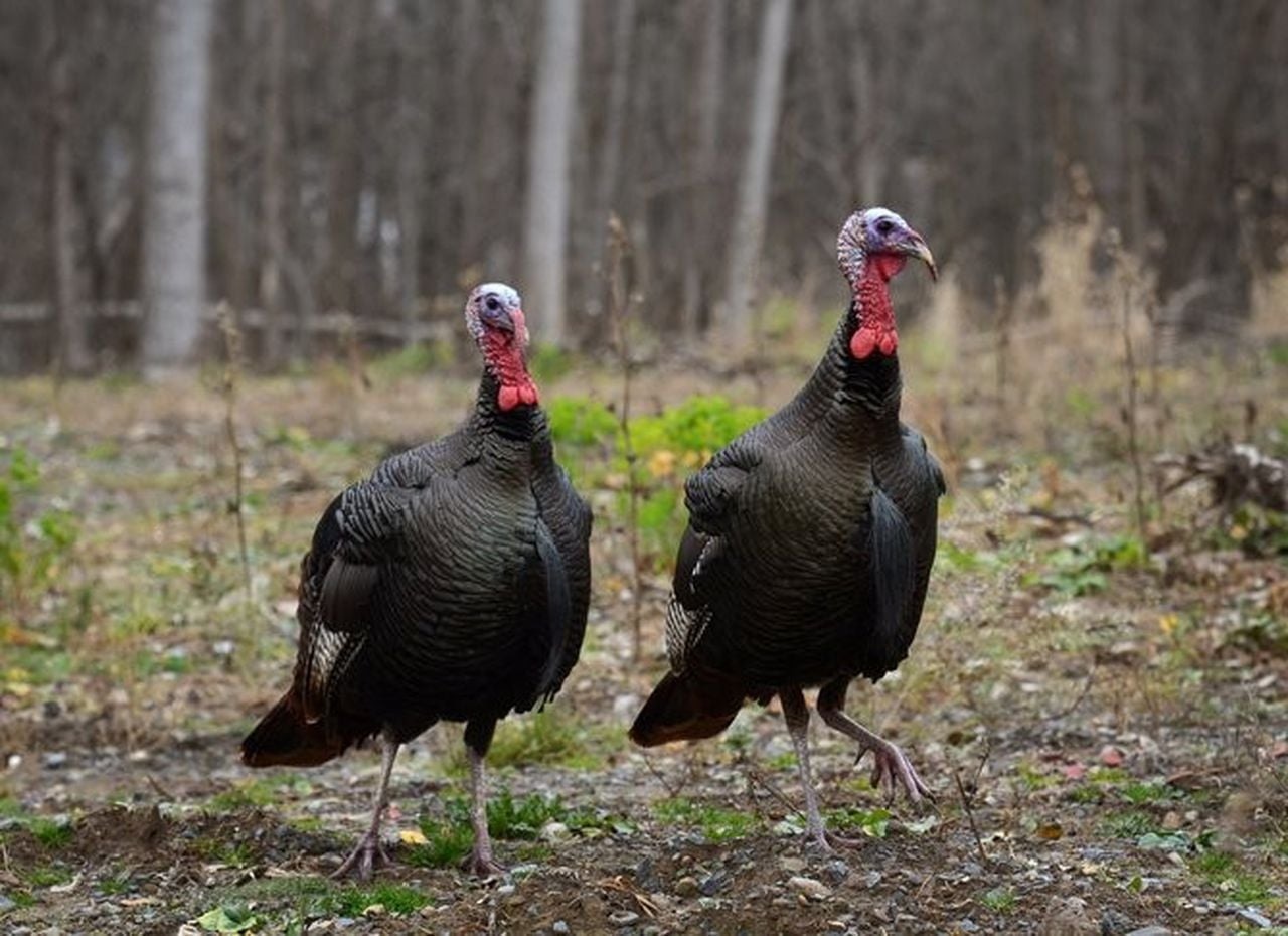 NYs turkey populations are low but stable as spring turkey hunting season opens May 1 [Video]