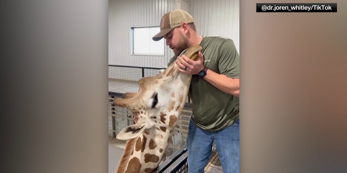 Chiropractor adjusts giraffe