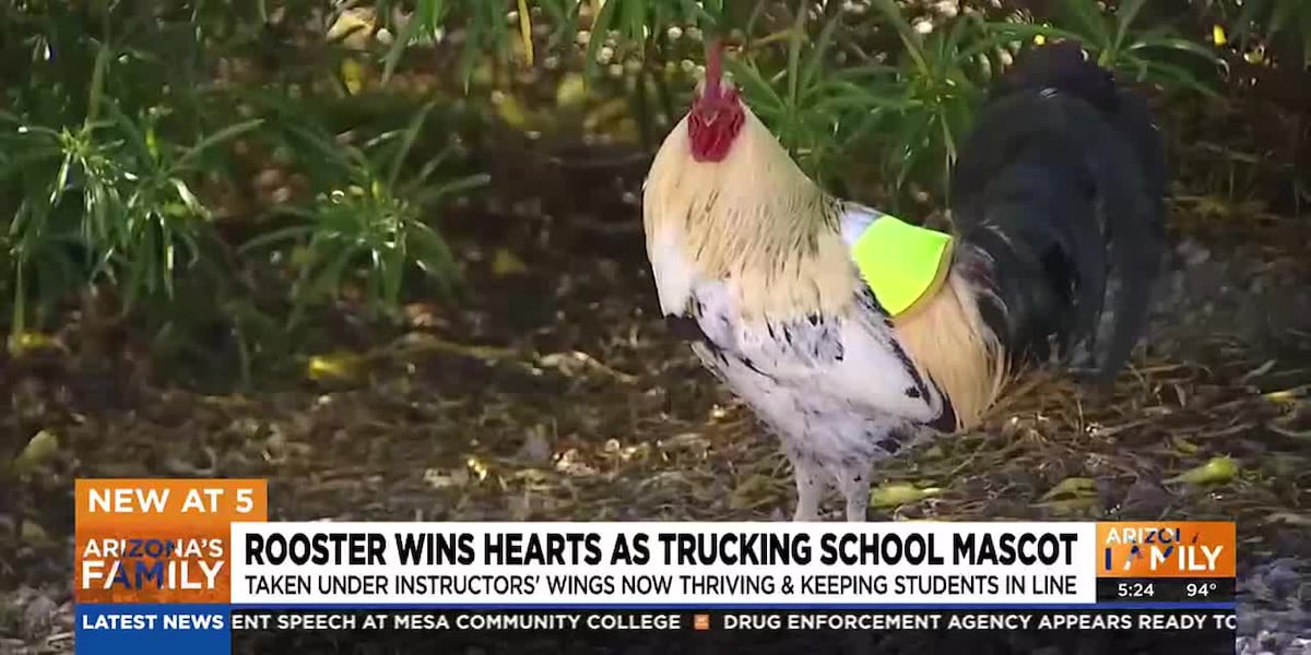 Rooster wins hearts as Yuma trucking school’s mascot [Video]