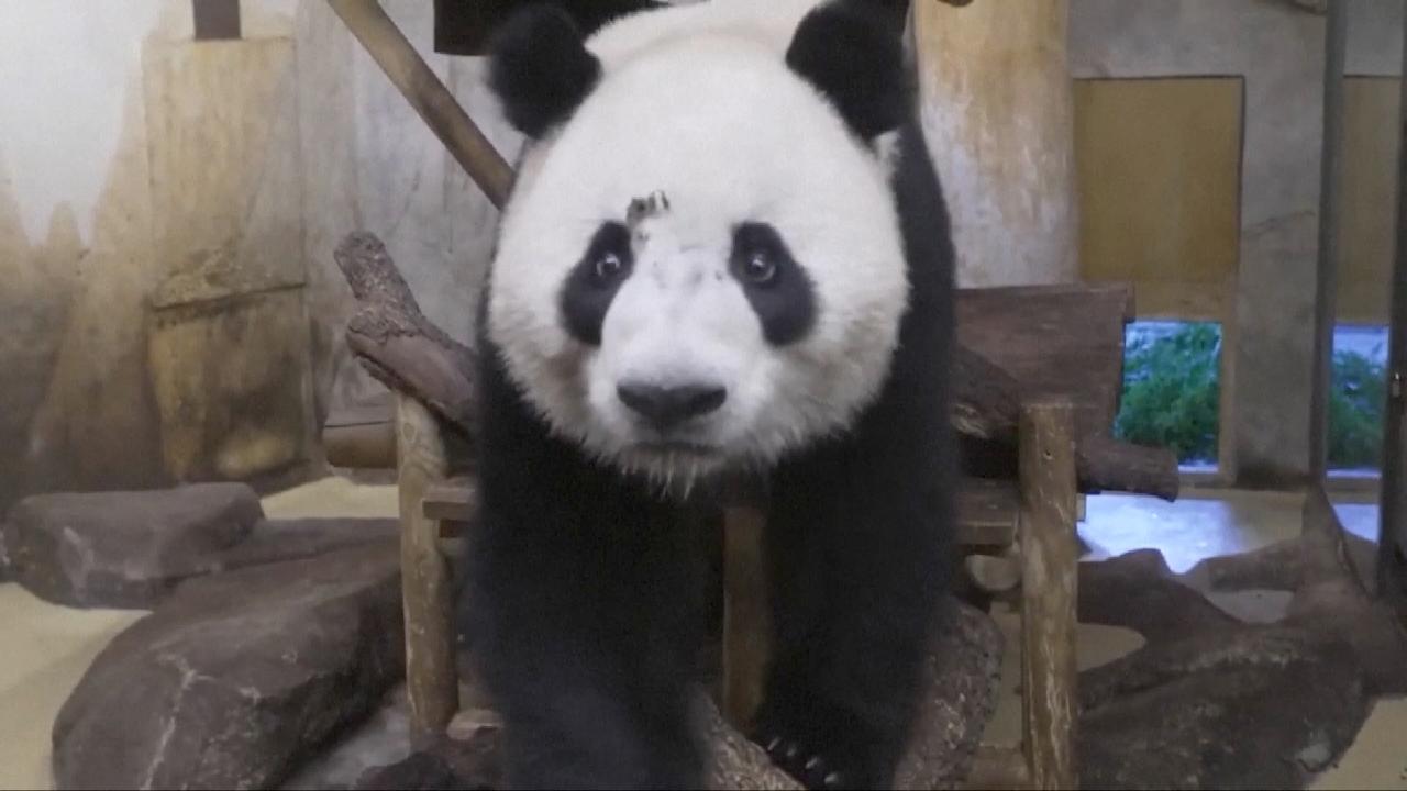 Two giant pandas arrive in Madrid [Video]