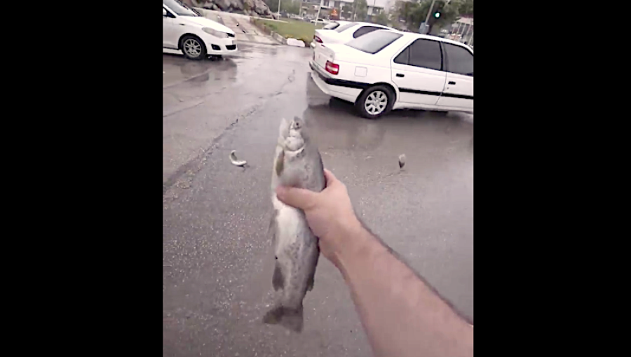 bne IntelliNews – Live fish fall from the sky in Central Iran [Video]