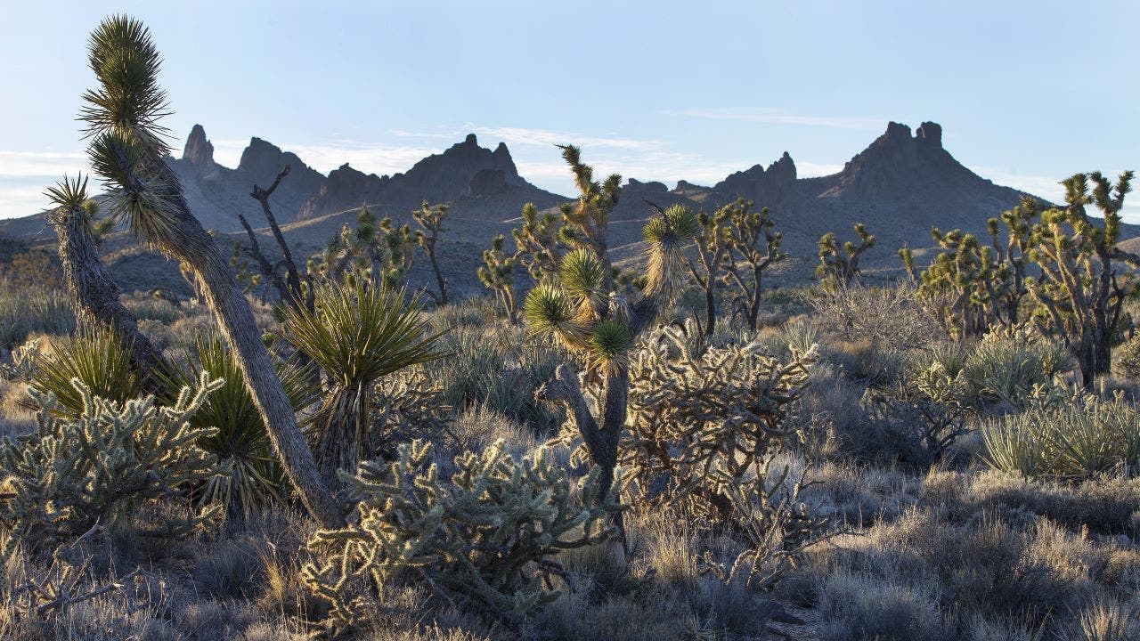 California clean energy project threatens thousands of Joshua trees: reports [Video]