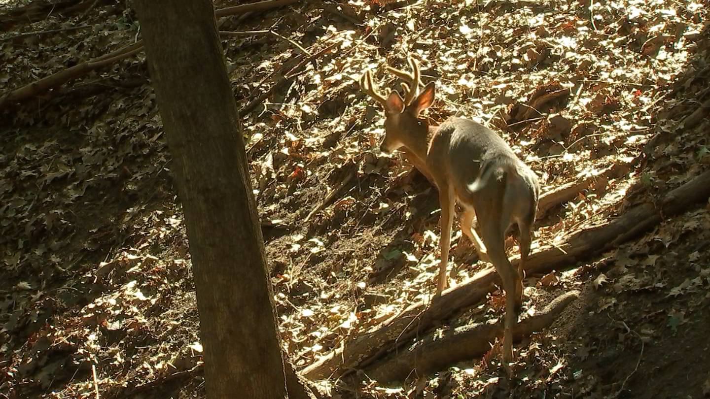 Pennsylvania hunting, furtaker licenses to expire; new licenses needed starting July 1  WPXI [Video]