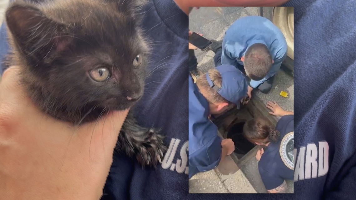 Kitten trapped in downtown Louisville storm drain rescued [Video]