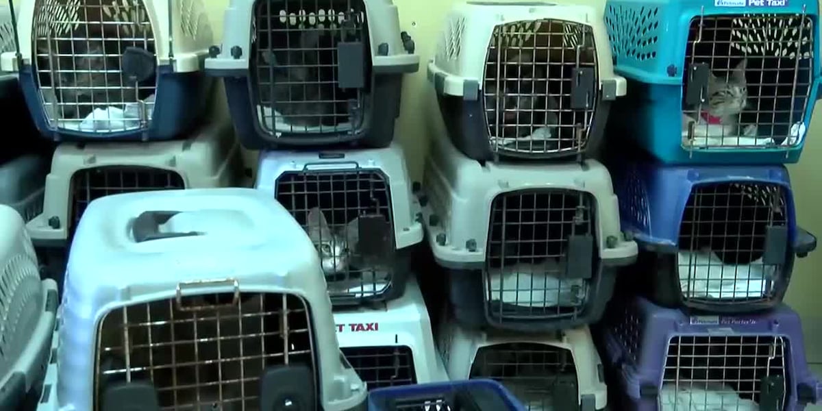 Spay/neuter pets to keep shelters from overcrowding [Video]