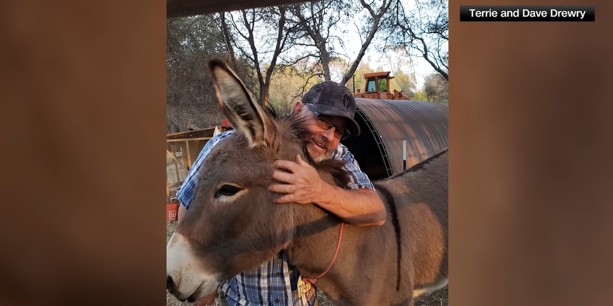 Pet donkey that went missing 5 years ago spotted living amongst herd of wild elk ‘happy, healthy’ [Video]