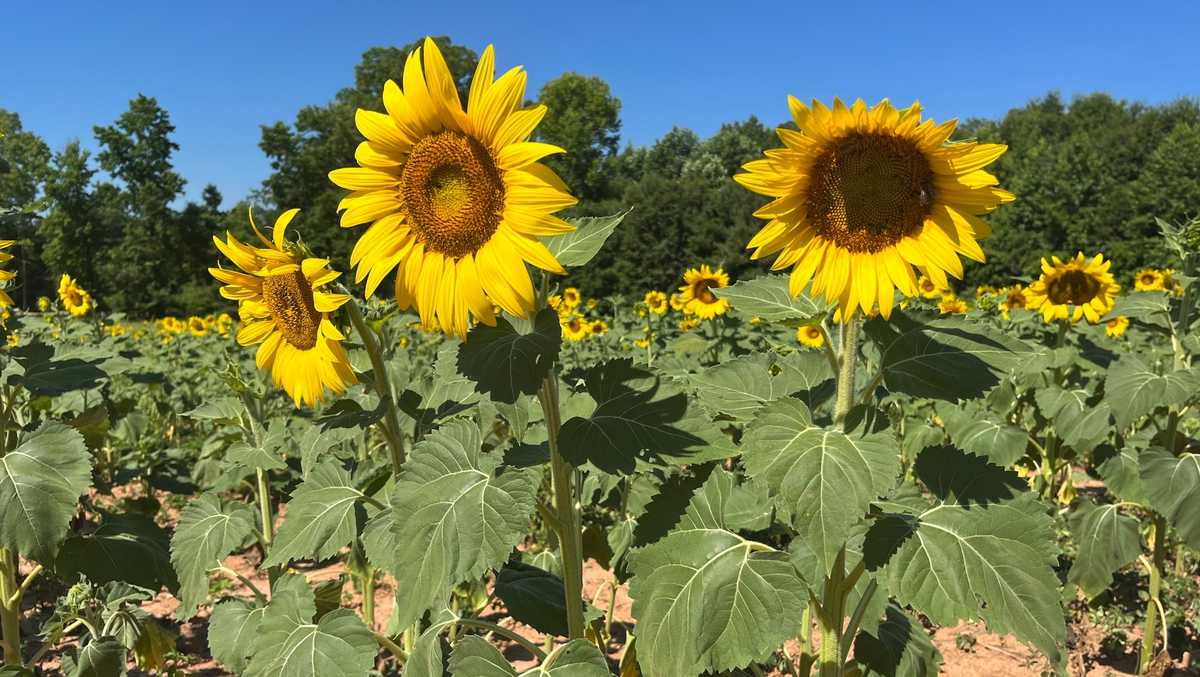 Sunflowers for sale to support local charities [Video]