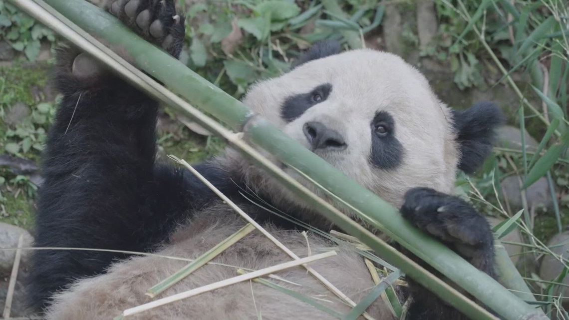 Giant Pandas coming to San Diego Zoo from China [Video]