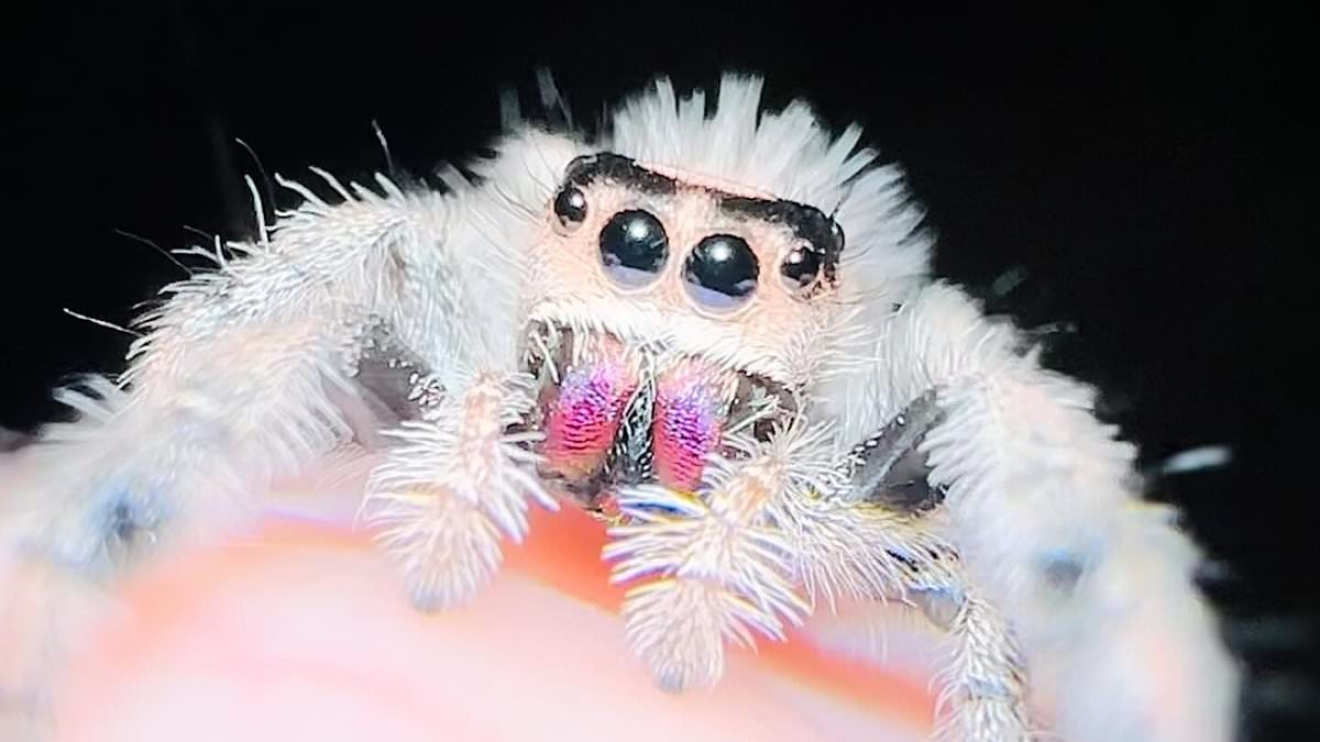 Former arachnophobe reveals she now keeps more than 30 SPIDERS as pets – claiming they are just as cuddly as dogs [Video]