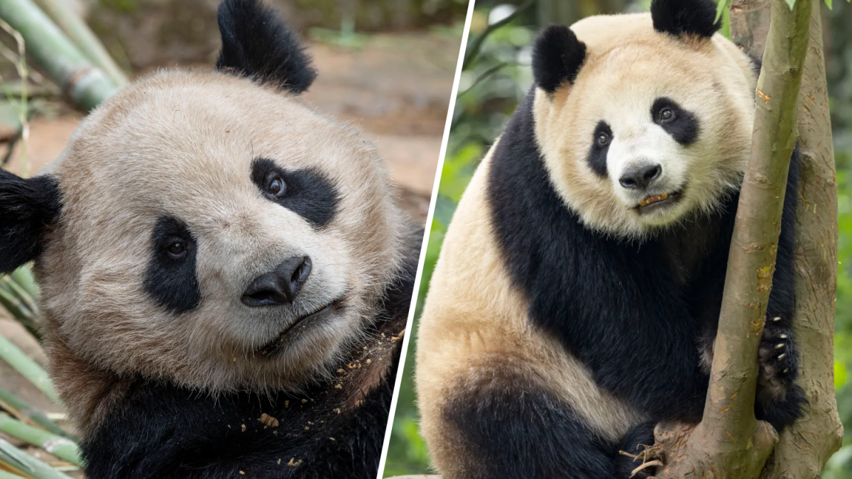 Pandas arrive at San Diego Zoo: Chinese consulate  NBC Connecticut [Video]