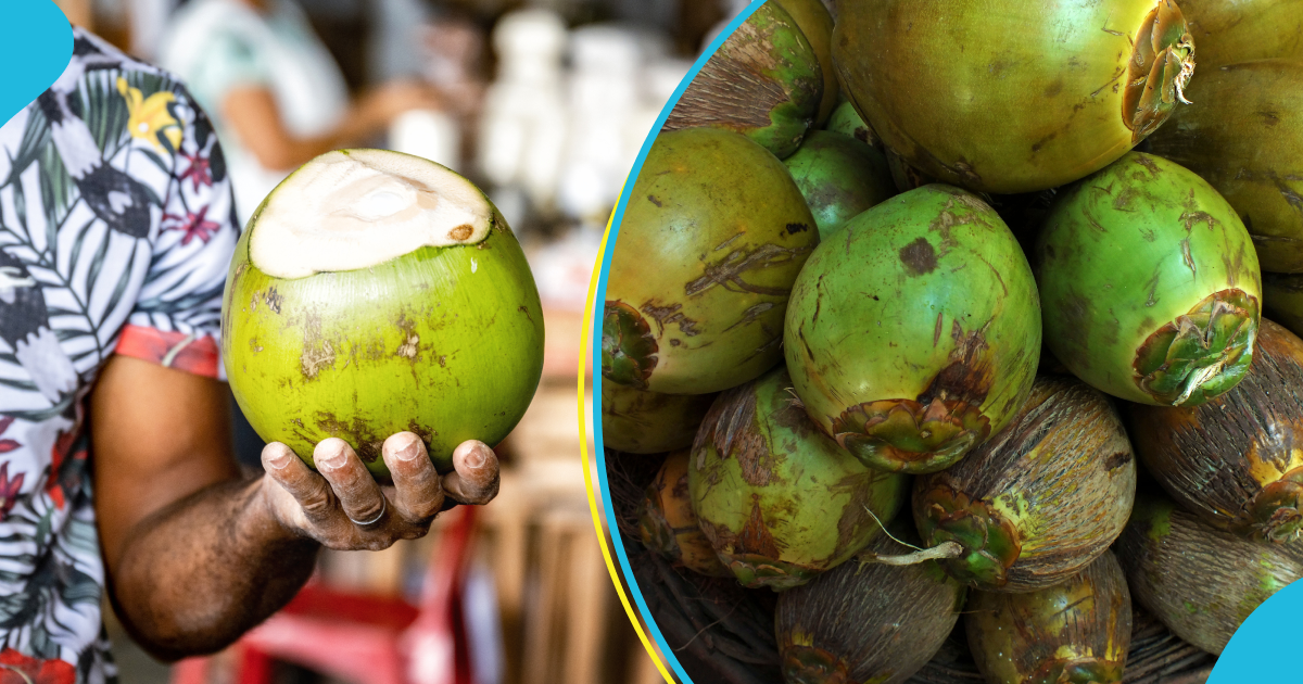 Educated Ghanaian Man Turns Coconut Seller, Shares His Story: “Didn’t Know It Was This Good” [Video]