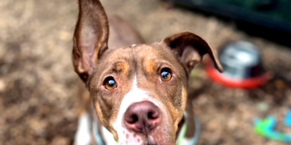 OHS program Diamond in the Ruff helps foster dogs find homes [Video]