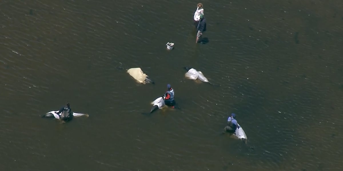 Animal rescuers save more than 100 dolphins during mass stranding event around Cape Cod [Video]