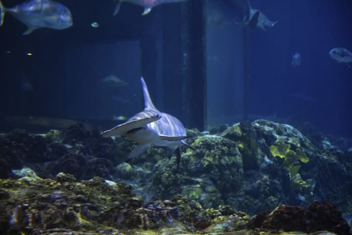 SeaWorld San Antonios Ultimate Shark Experience returns this Sunday for a limited time [Video]