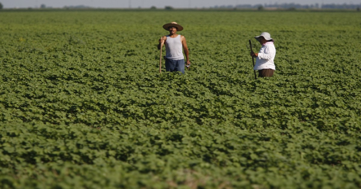 Will the Regulation Shielding Workers From Heat Be Finalized Before the Election?  Mother Jones [Video]