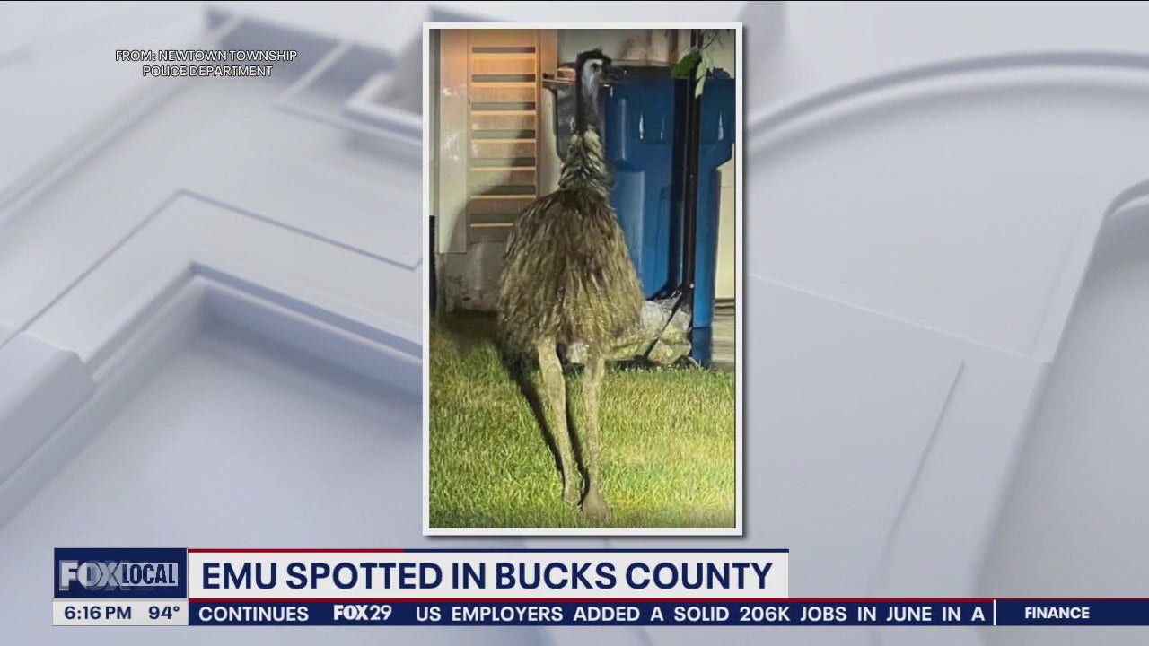 Emu spotted wandering in yards in Bucks County [Video]