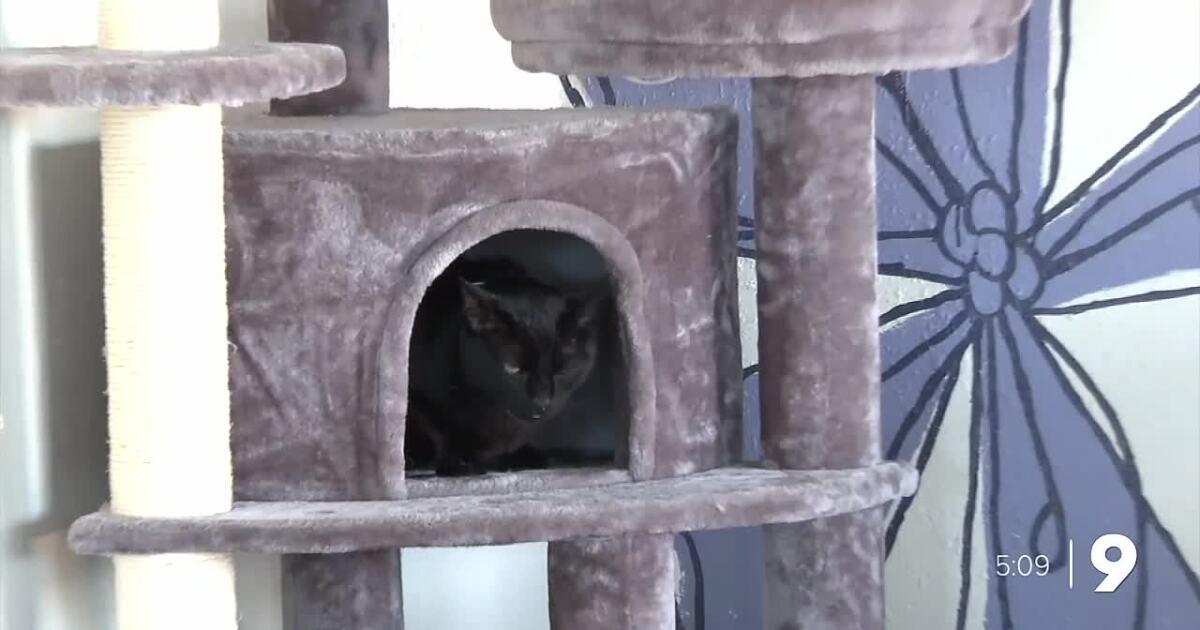 Hunter’s Kitten Lounge opens in Tucson [Video]