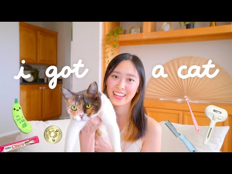 I Adopted a Cat 🐈💕 first week at home, calico, cat favorites [Video]