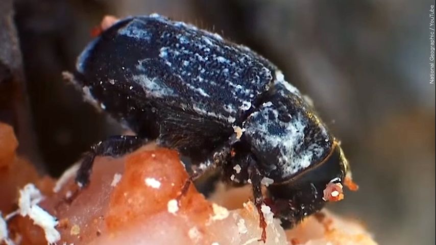 Louisiana lawmakers work to address ‘silent danger’ of thousands of dead and beetle-infested trees [Video]