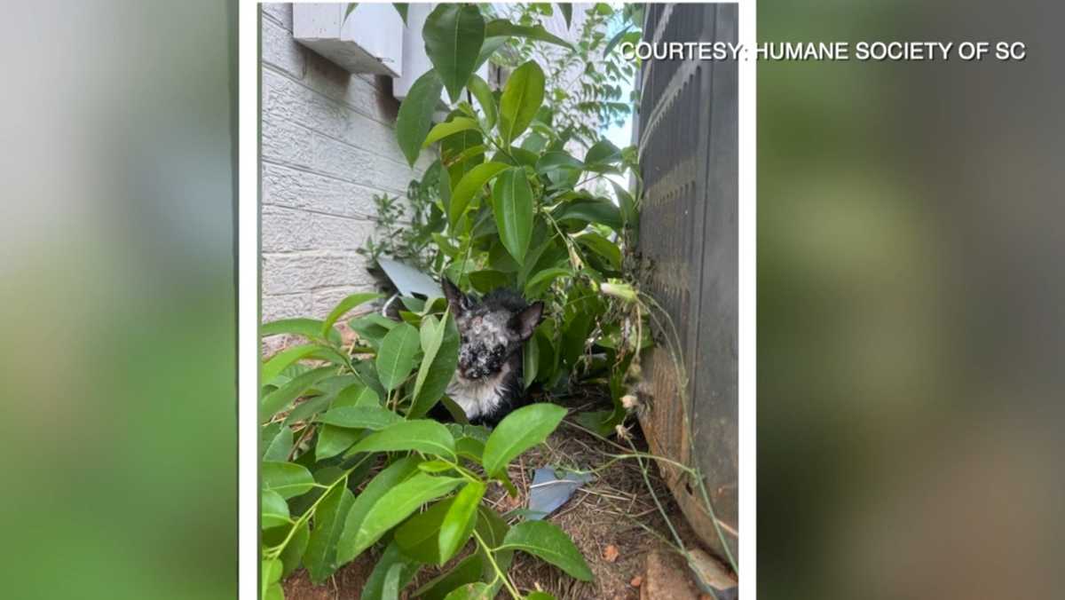 Cat found with eyes, nose, mouth glued shut [Video]