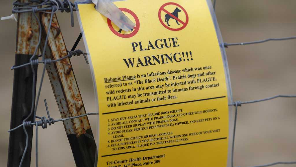 The plague rarely affects humans, though the US sees about 7 cases a year. Here’s why [Video]