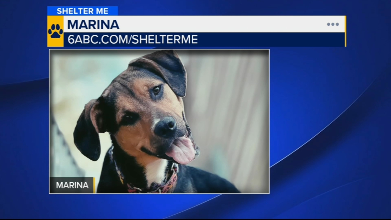 Shelter Me: Marina the shepherd mix is looking for a playful home [Video]