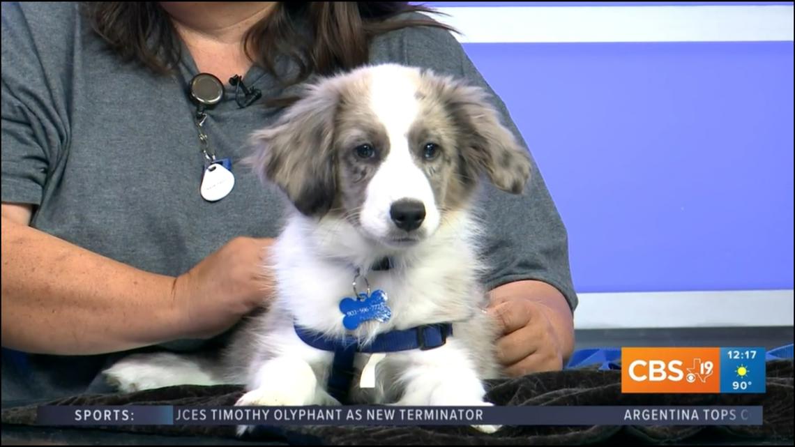 TUESDAY TAILS: Meet Sam Colt from the SPCA of East Texas [Video]