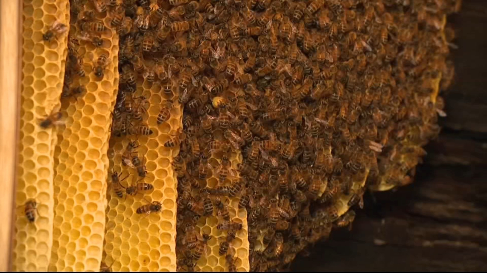 Thousands of honey bees removed from inside walls of Pittsburgh, Pennsylvania home [Video]